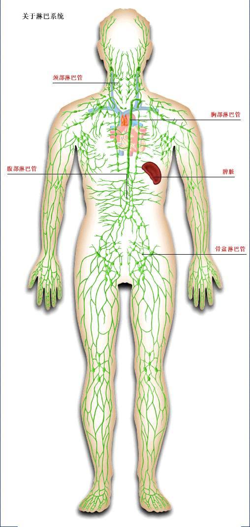 盆腔淋巴结解剖图图片