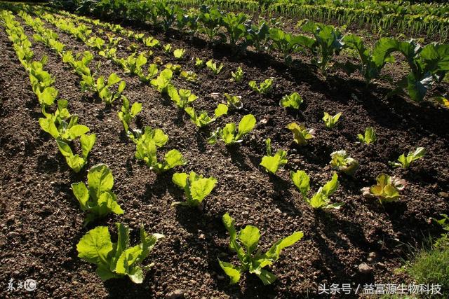 生物有机肥用作农作物追肥的方法