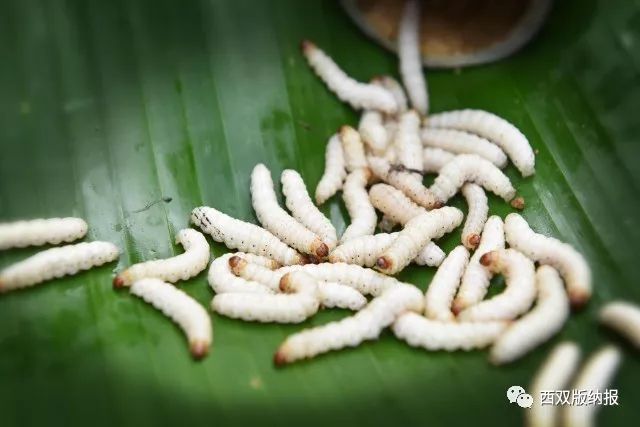 【西雙版納美食匯】跟我學做哈尼菜——油煎竹蟲