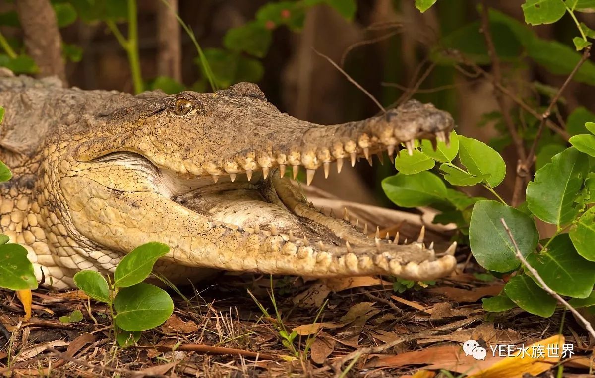 鳄鱼是迄今发现活着的最早和最原始的动物之一,它是在三叠纪至白垩纪