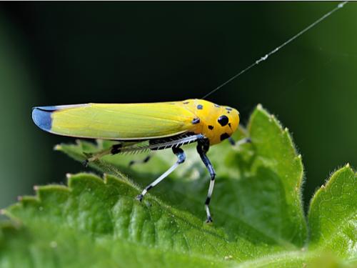 稻叶蝉又叫稻浮尘子 ,是一类刺吸式口器的小型昆虫,成虫和若虫都危害