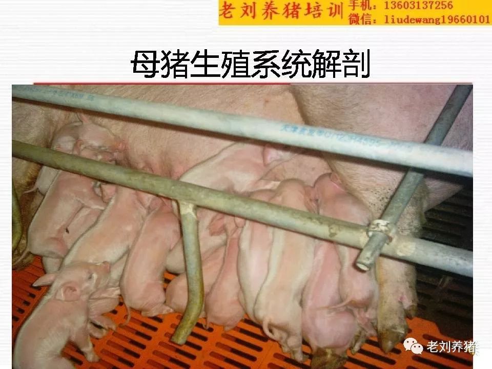 老刘养猪培训 解剖——母猪生殖系统构造