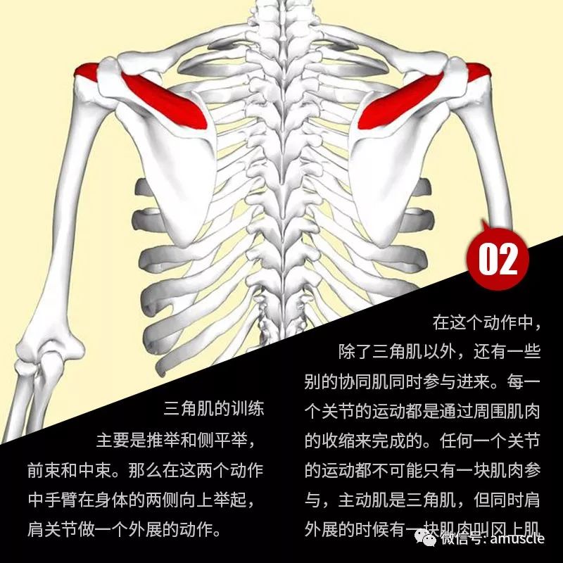 而不是表層的斜方肌的發力,那當然這個是隻在動作做的標準的情況下