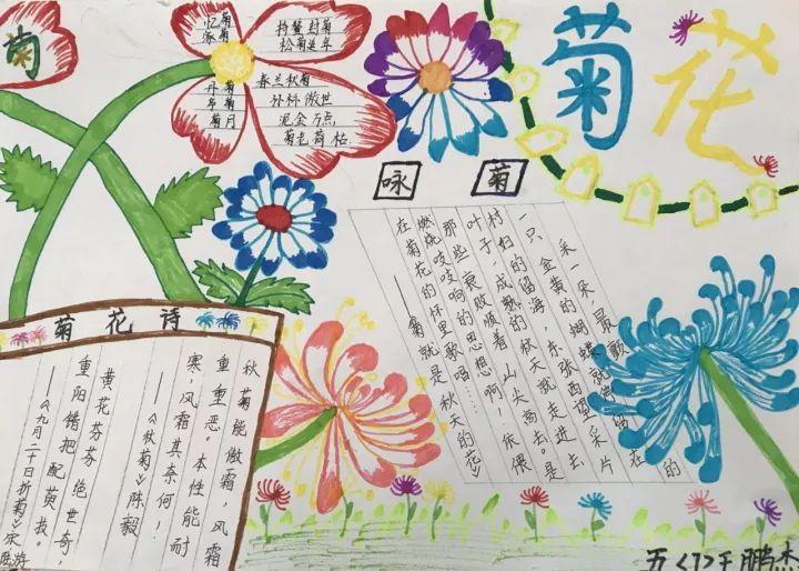菊文化手抄报图片
