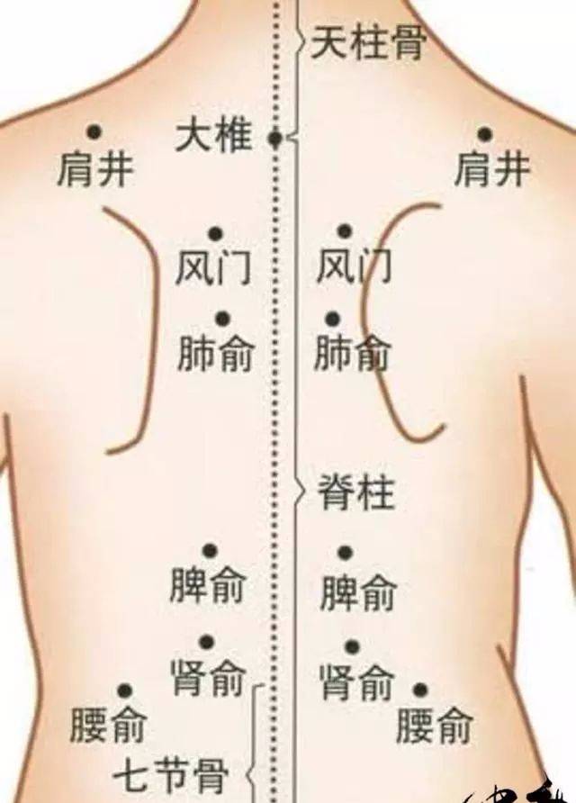 脾胃经络图位置图图片