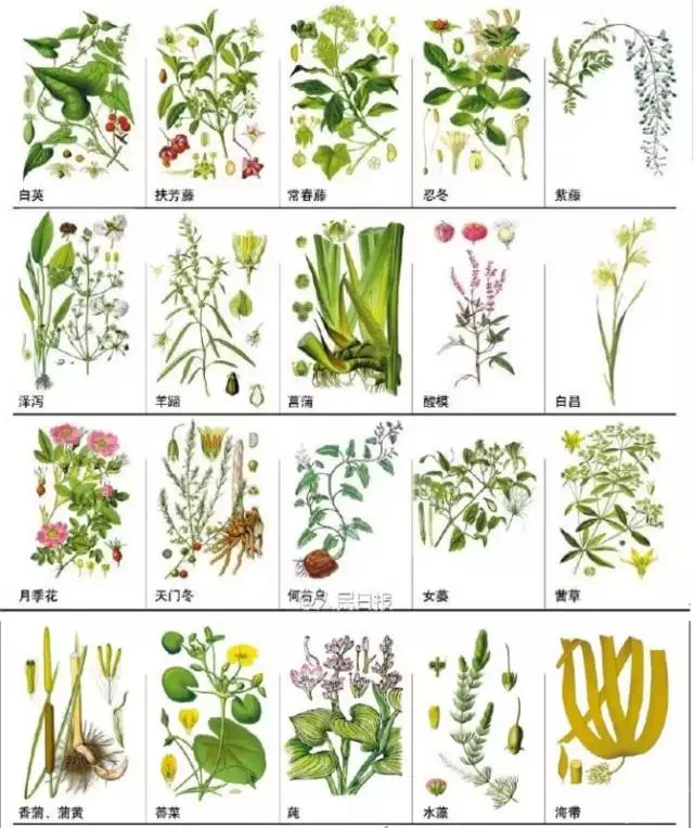 中草药6000种图解图片