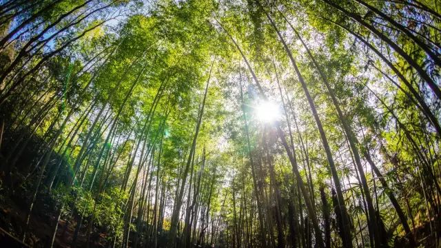 食在塔潭竹海龍海,平和交界的地理位置造就了塔潭美食的特殊性,竹筒既