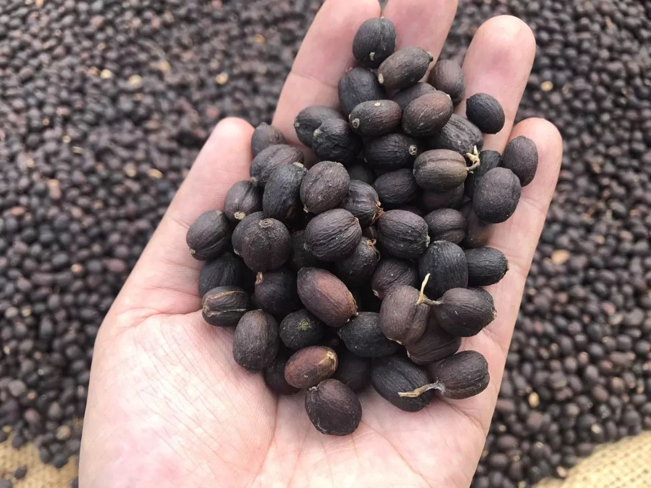 咖啡买手带你前往埃塞俄比亚原产地揭开咖啡发源地的神秘面纱