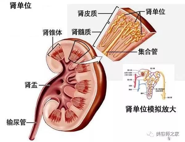 生物结构图肾脏图片