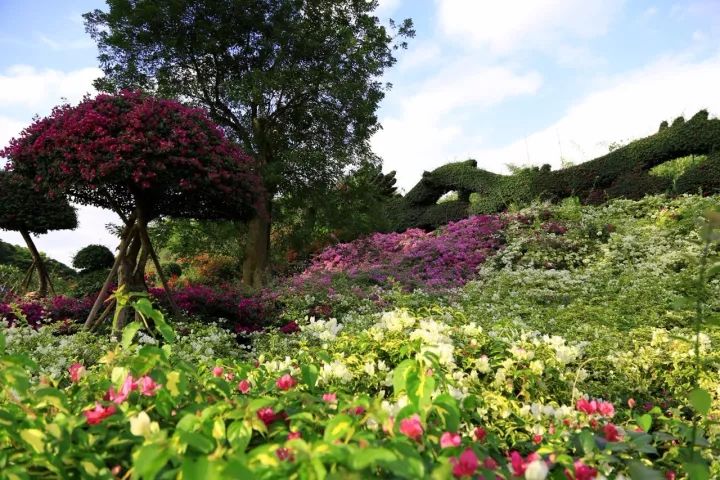 【盛世花博,大美花都】東南花都花博會,雲洞巖一日遊