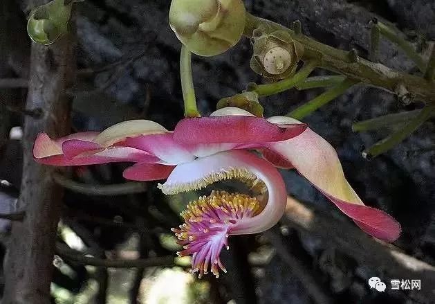 大開眼界2植物化身外星人食人花天使惡魔