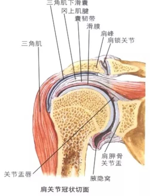 坚实的肩膀需要呵护肩袖损伤的诊疗