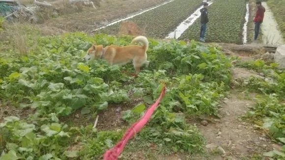 大黃,黃狗白麵金不換