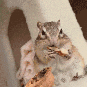 花栗鼠吃东西gif图片