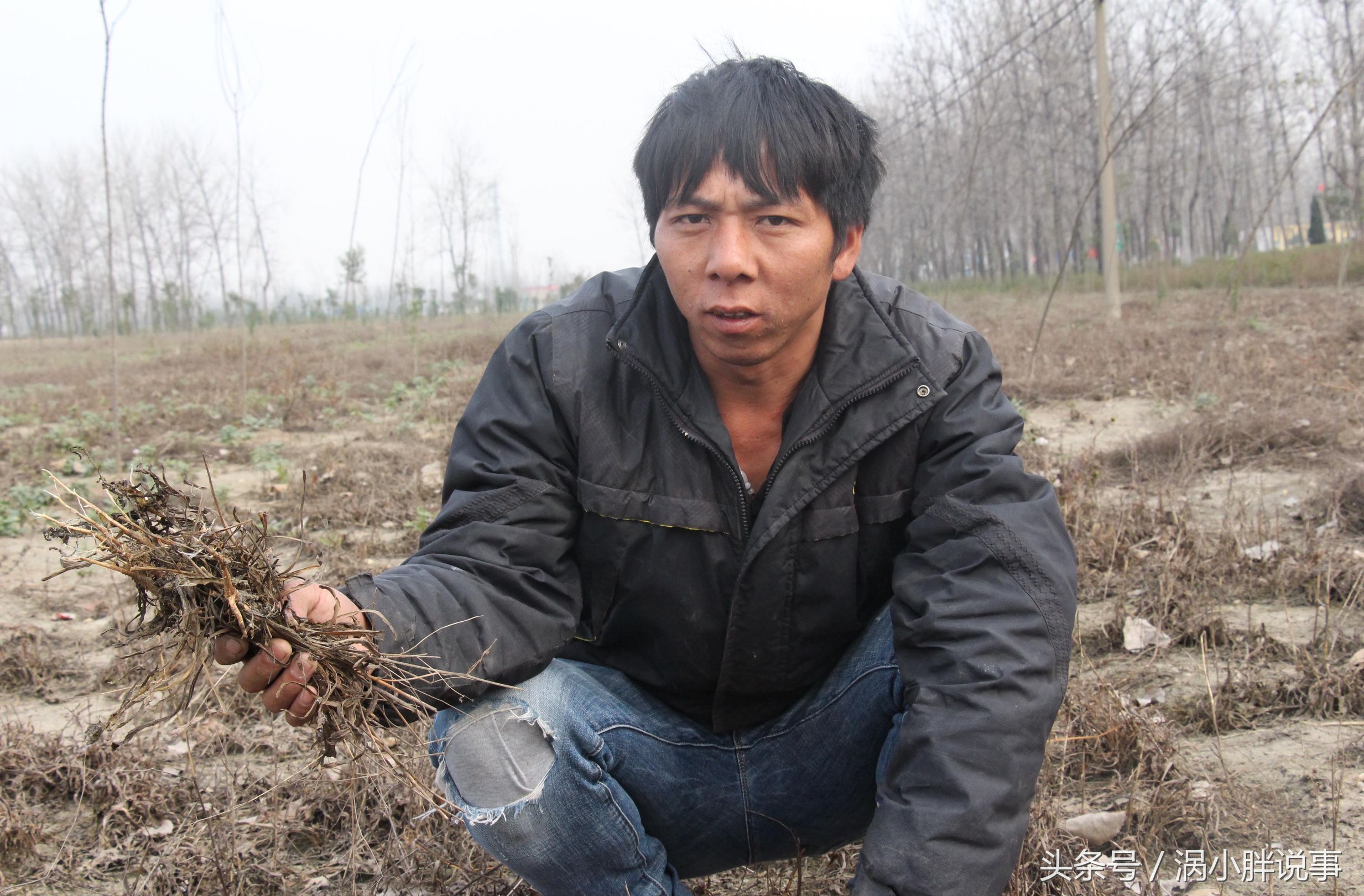 农户种植药材800亩大雨过后损失百万