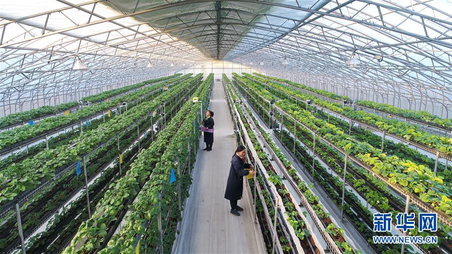 11月14日,滦县东安各庄镇刘庄户村农民在大棚内管理立体种植的草莓