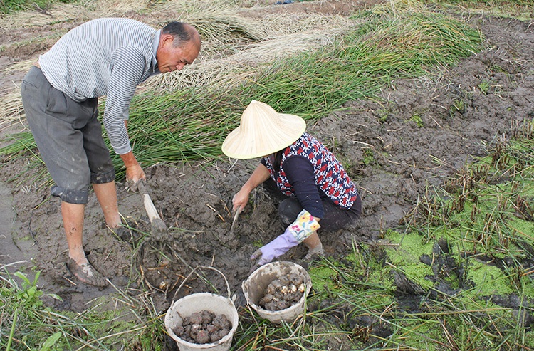 荸荠长在土里还是水里图片