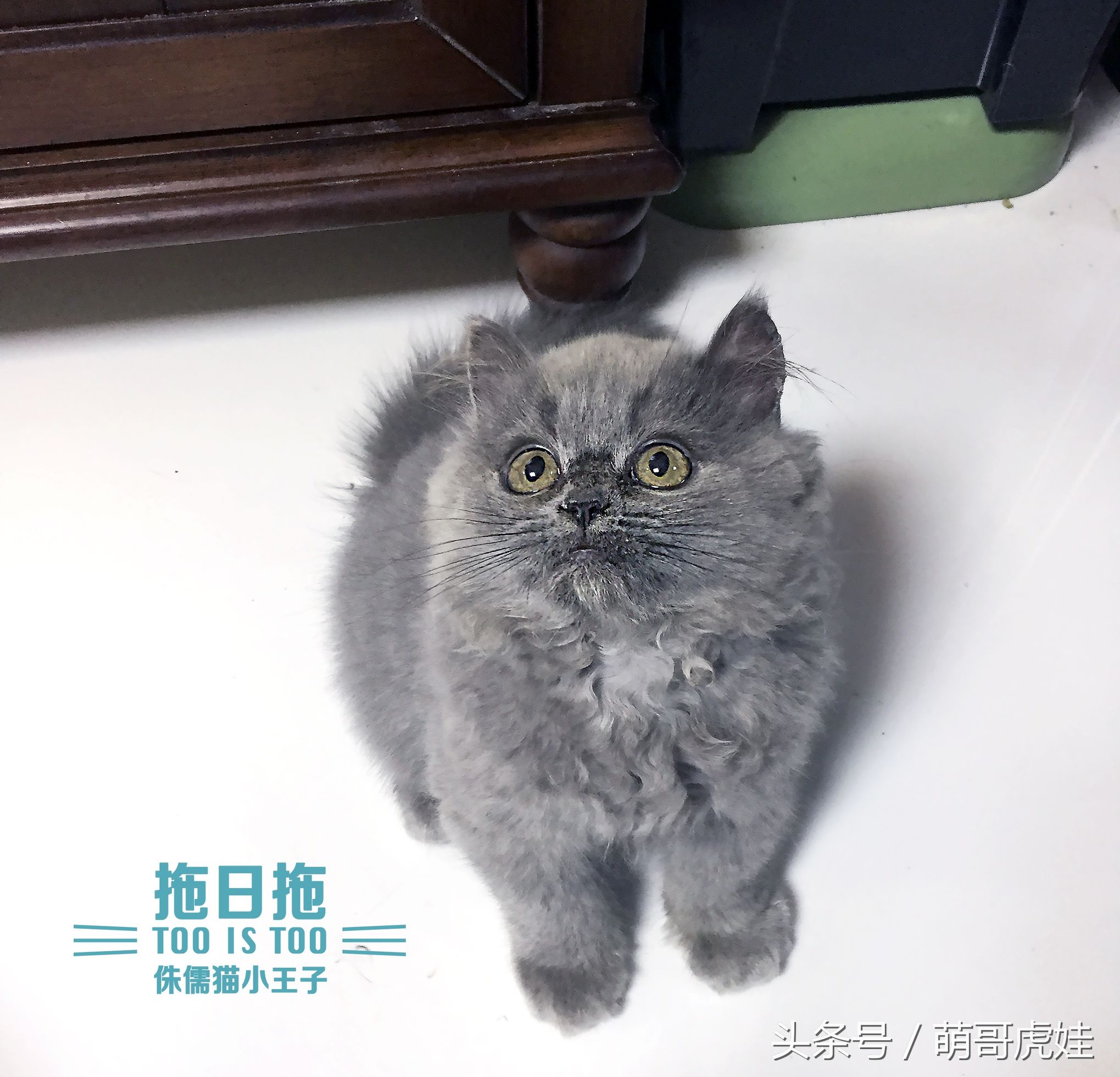 长不大的猫咪品种图片图片