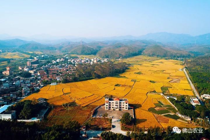 高明区坑美村 图/chao高明杨和镇石水村的稻田已被染成金黄一片.