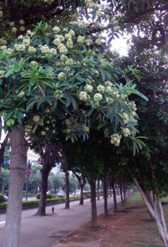 阳江一年一度的臭臭树又到了开花时间!捏有比焗晕没?