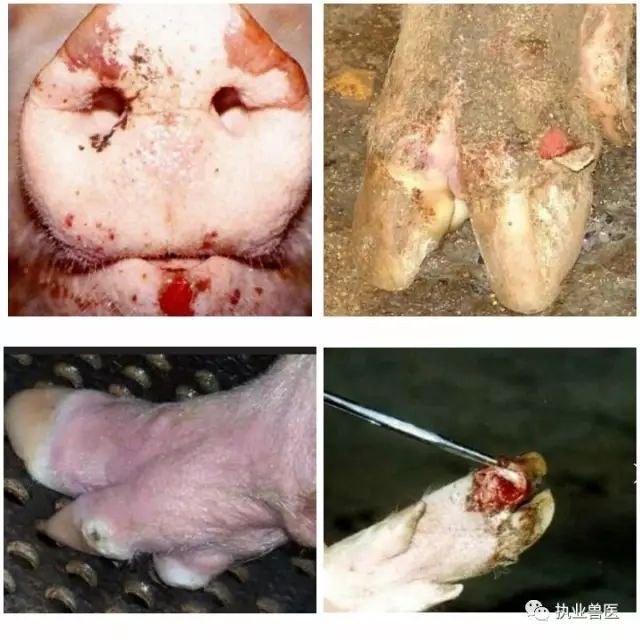 母猪口蹄疫症状图片图片