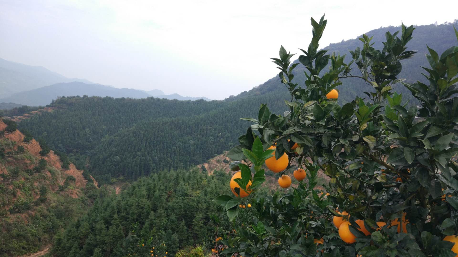 原产地赣州市地处丘陵山区,有山地面积4560万亩,具有丰富的种植脐橙的