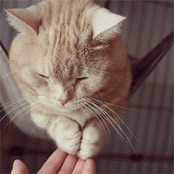 猫咪舔爪子动图图片