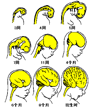 胎儿智力在四五个月受电磁辐射影响最大!准妈妈如何减少影响?