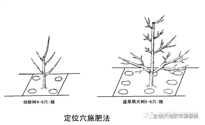 软枣猕猴桃搭架方法图片