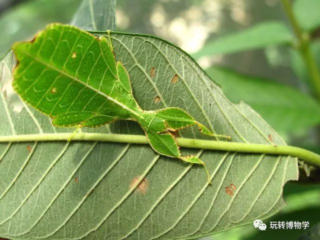 小博物学家系列课拟态大师竹节虫认知与标本制作11月19日