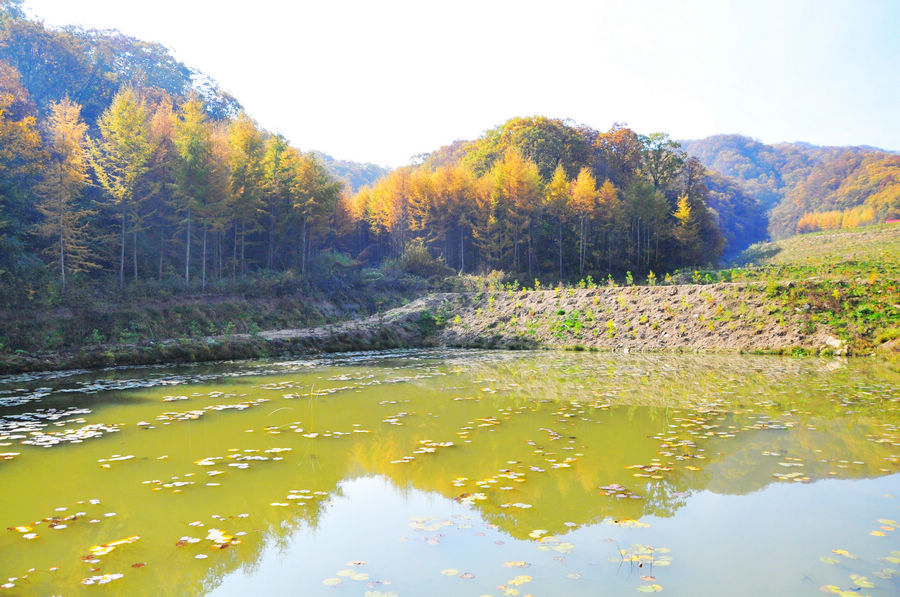 天水李子园图片