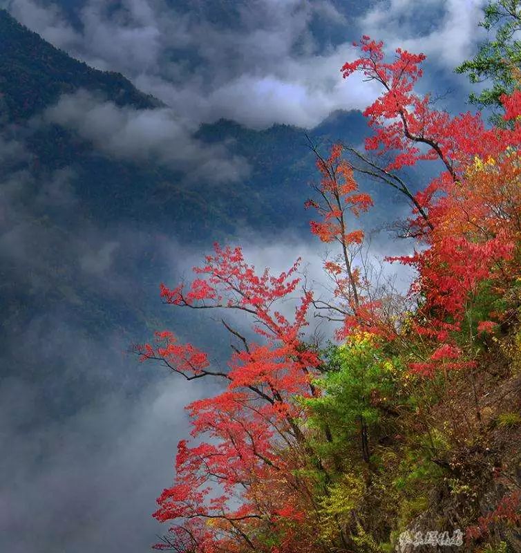 重庆最全红叶地图出炉,城口大巴山红叶上榜,最美好的时间去最美好的