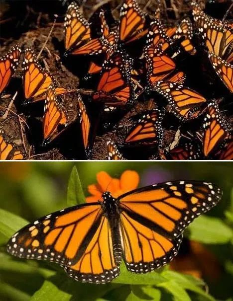 北美大陆上生活着一种非常著名的蝴蝶——帝王蝶