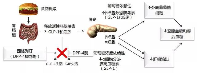 餐后高血糖形成的原因:1,进餐后胰岛素分泌不足;2,胰岛血糖素的升高;3