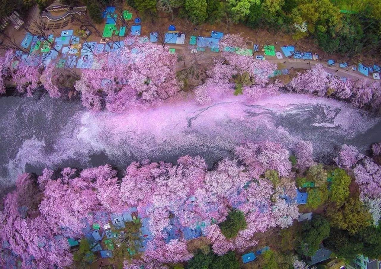 水彩桃花林,畫十里芳華