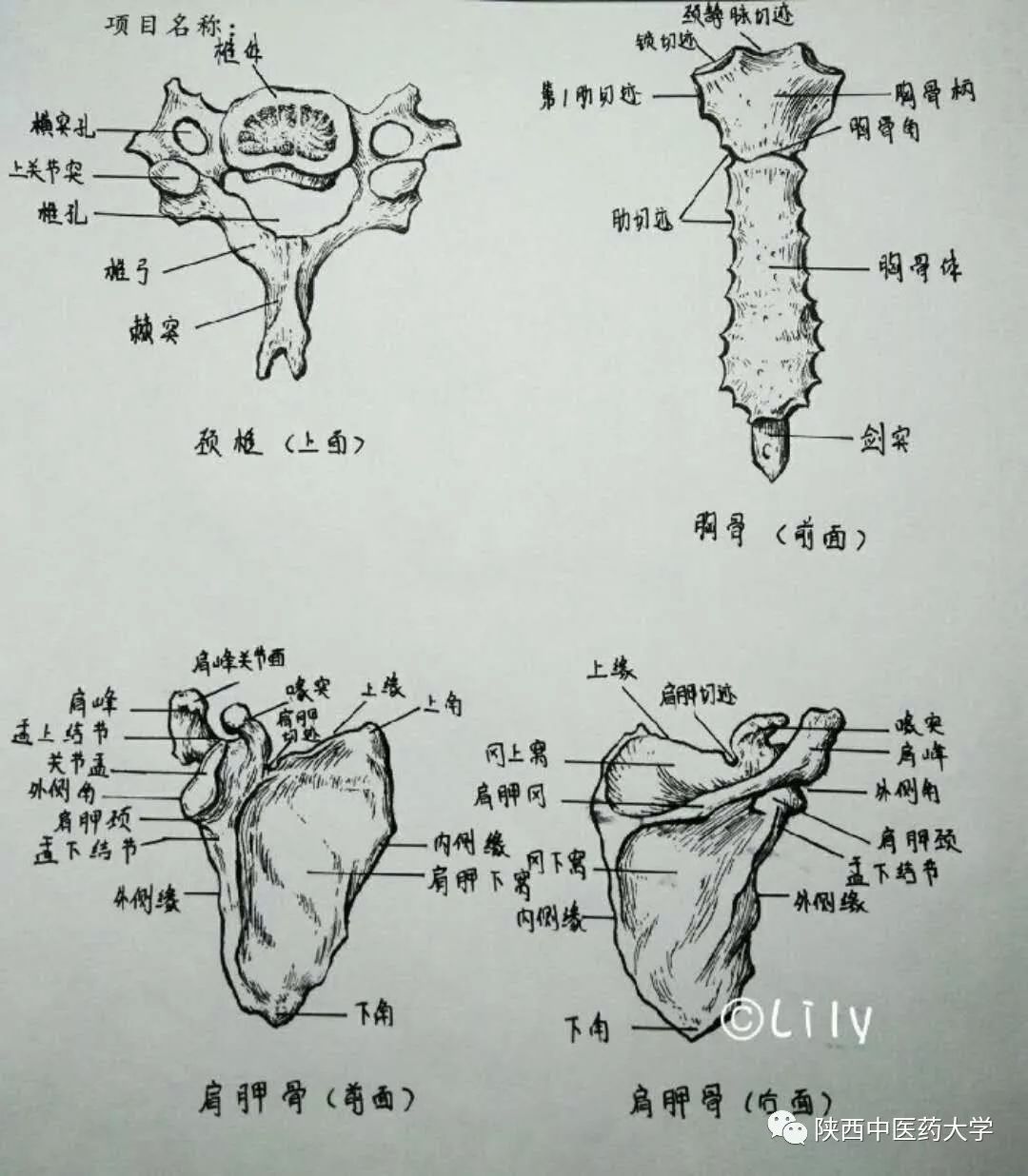 医学人体解剖手绘科学与艺术的交织