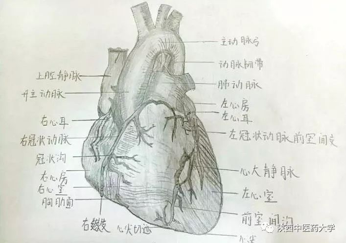 医学人体解剖手绘:科学与艺术的交织