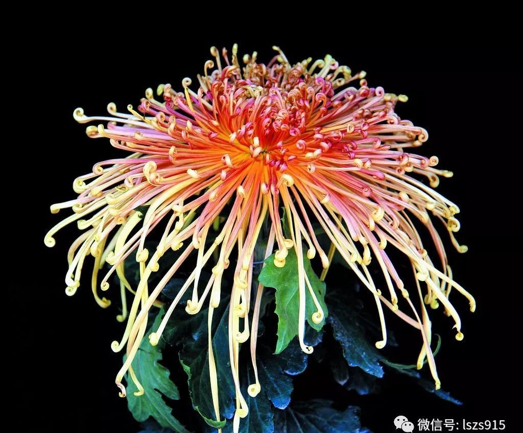 中国代表性花朵图片