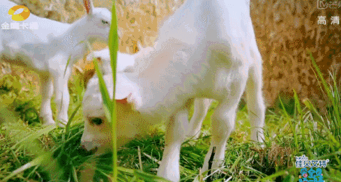 小羊撞牛的动态图图片