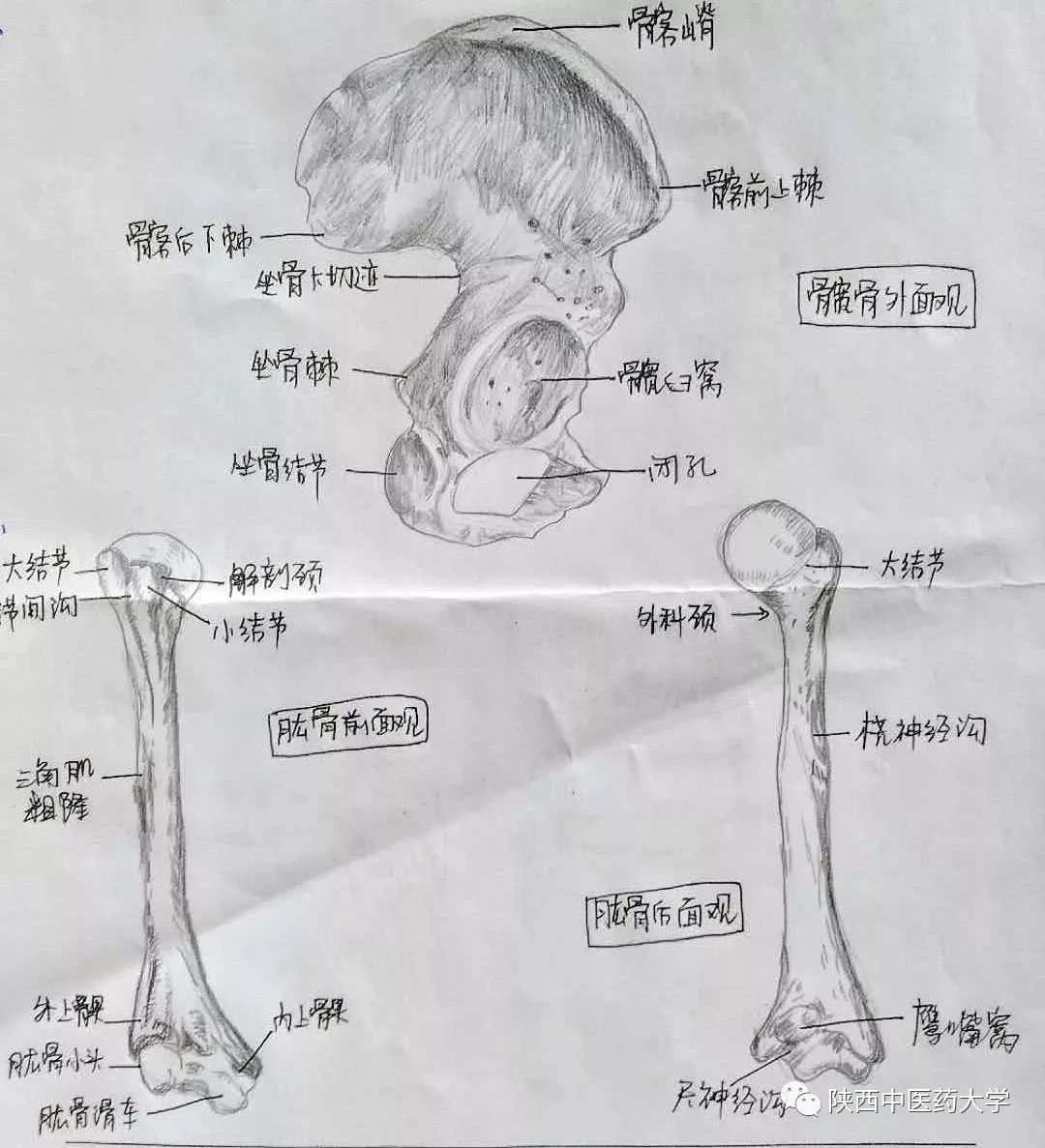 醫學人體解剖手繪科學與藝術的交織