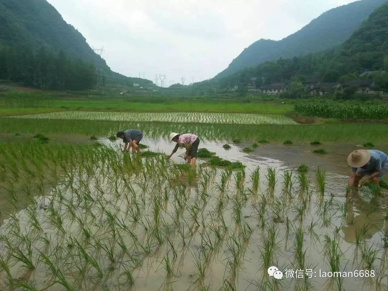 蛮山农场第一次种植水稻的全过程汇报