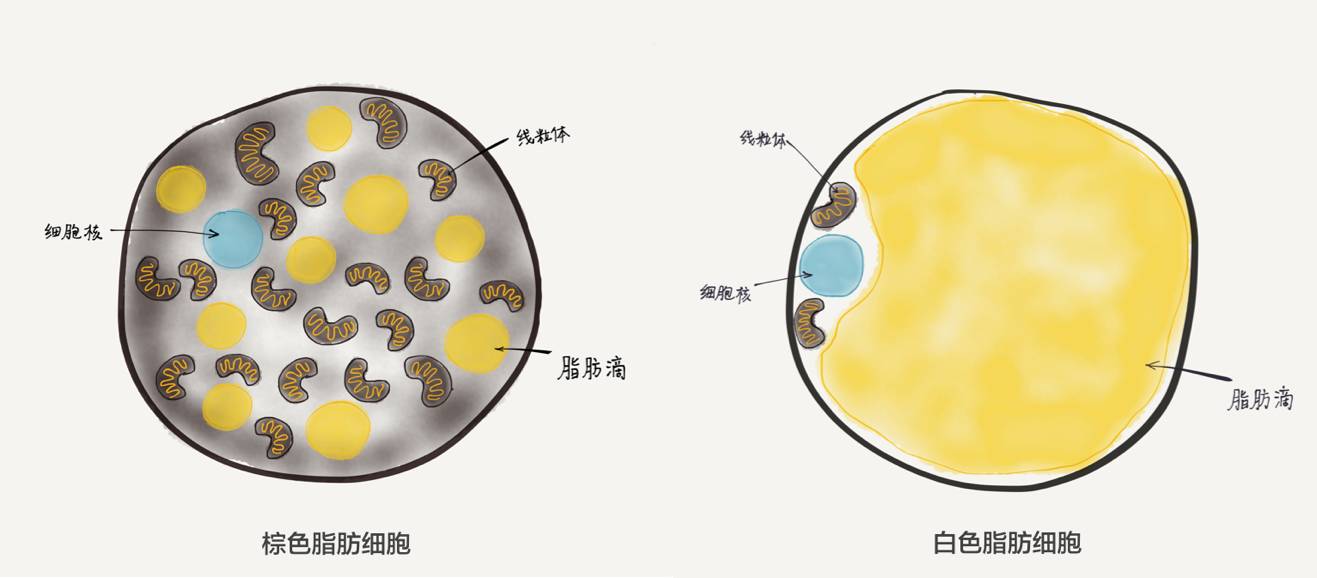 為什麼冬天是增肌減脂的好時機?