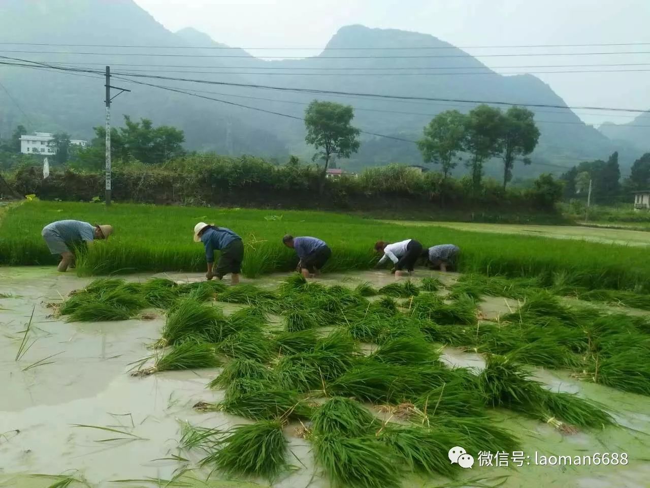 蛮山农场第一次种植水稻的全过程汇报