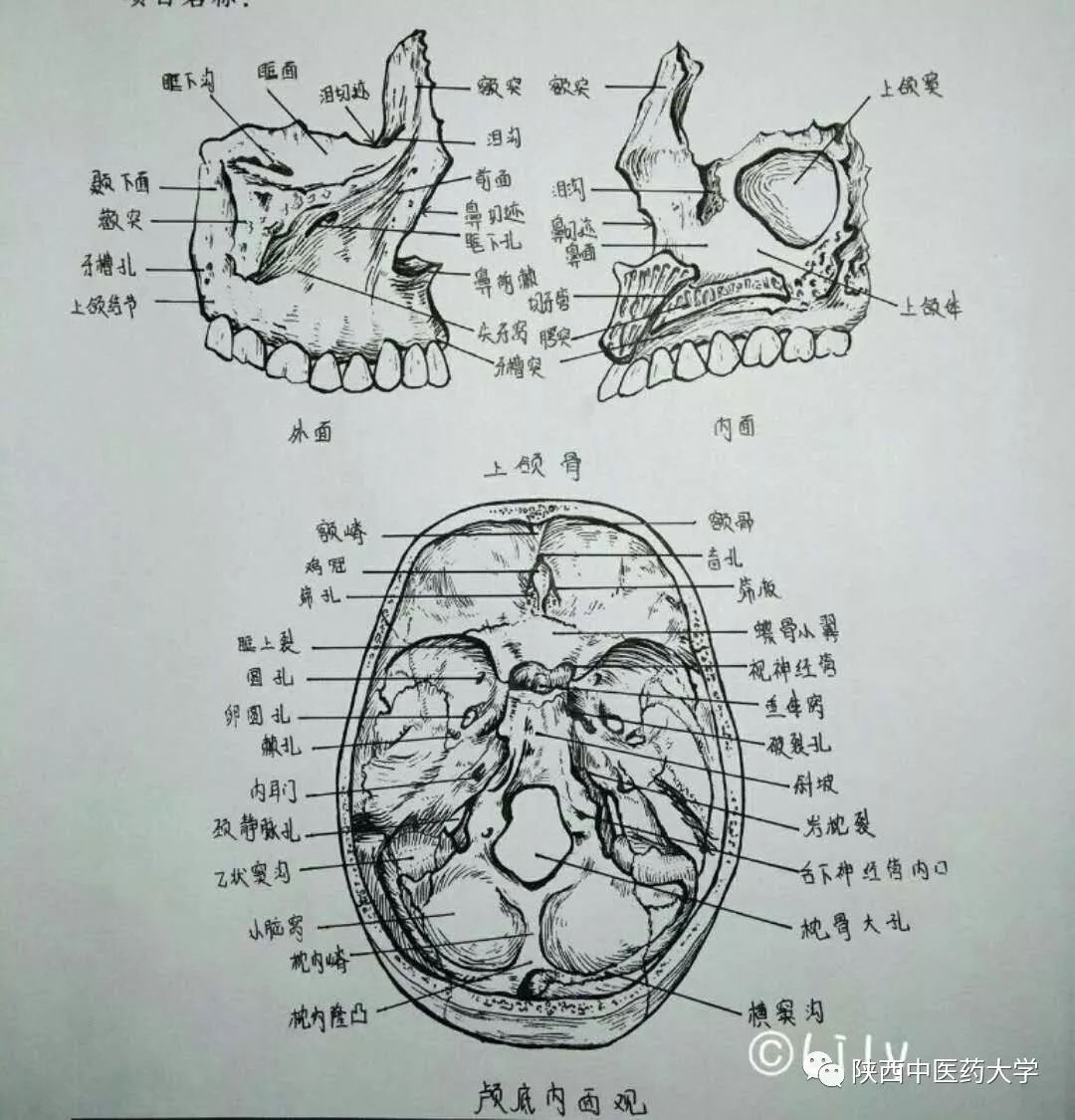 上颌骨与颅底观6精巧绝伦的椎骨5怦然跳动的心脏4画图过程痛苦,但是