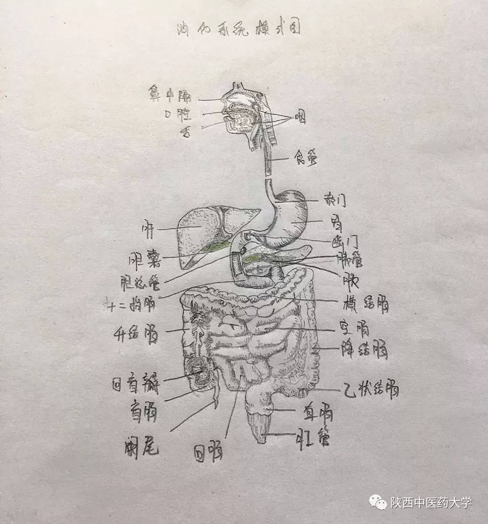 画画人体结构示意图图片