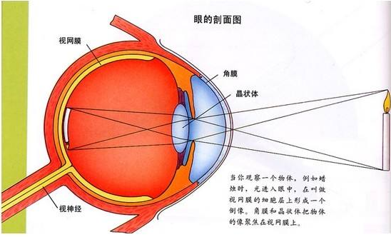 眼球壁的组成图片