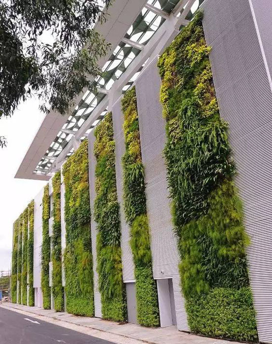 绿色植物墙也深受人们的喜爱,让植物爬上墙,整个空间变得生机勃勃