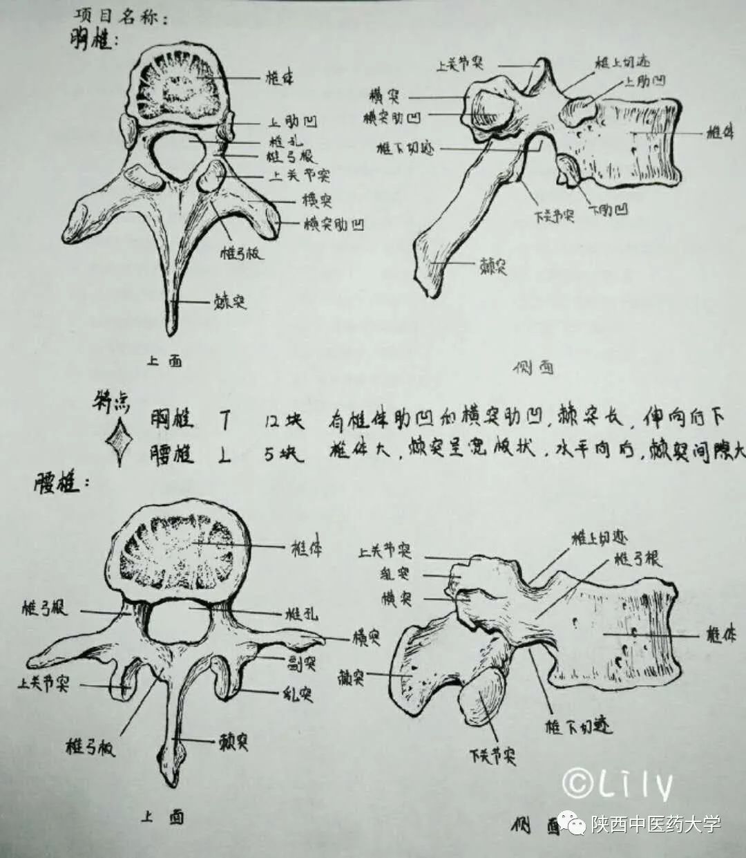 医学人体解剖手绘:科学与艺术的交织