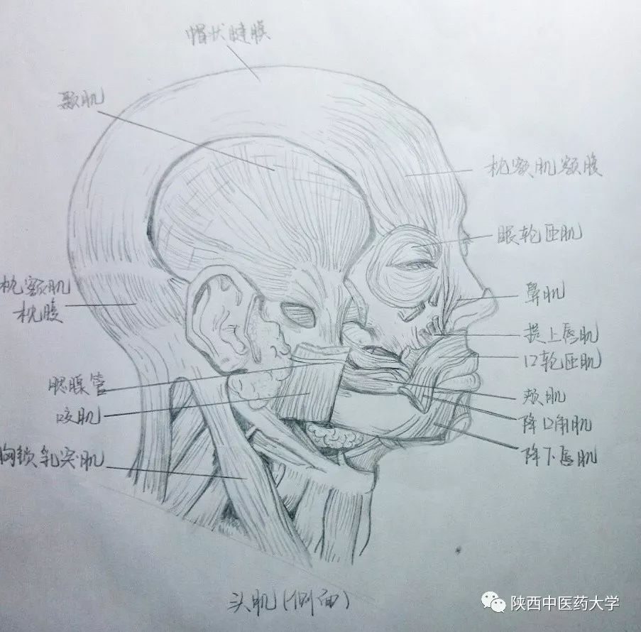 医学人体解剖手绘科学与艺术的交织