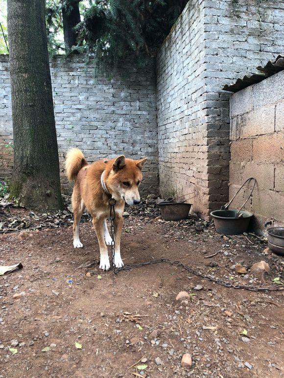 土狗居然能这么好看